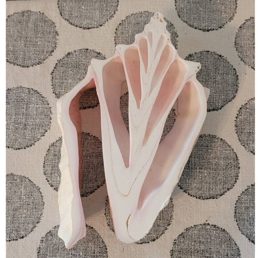 Real Conch Slice 8"